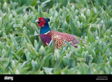 Pheasant Bird Photos Hi Res Stock Photography And Images Alamy