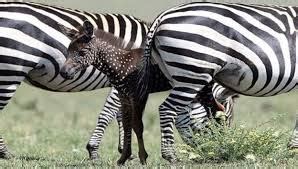 Atravs | A Traveler Redefined...: Rare sighting of a melanistic Zebra ...