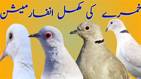 Khumray Bird Se Fast Breeding Khumray Ki Mufeed Malomat In Urdu Hindi