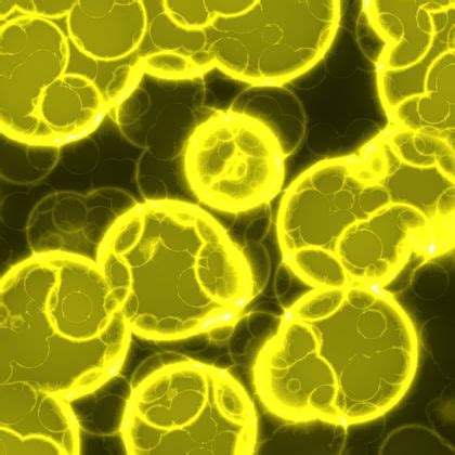 Types Of Bacterial Cells