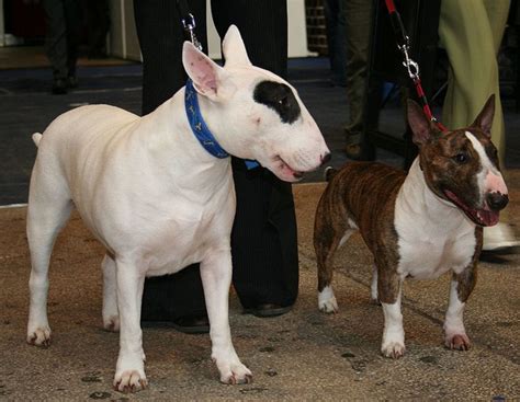 Size Difference Mini Bull Terrier Vs Bull Terrier