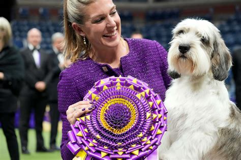 Inside the Westminster Dog Show 2023 in New York City - ABC News