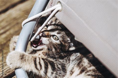 Portrait D Un Petit Chaton Tigr En Train De Jouer Dehors Stock Photo