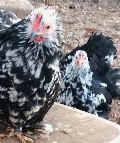 Mottled Cochin Bantam Eggwell Farm