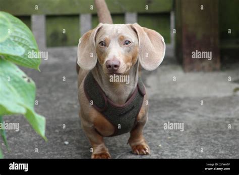 Dappled isabella dachshund hi-res stock photography and images - Alamy