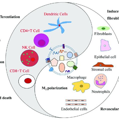 The Schematic Diagram Of The Relationship Between Tumor Related