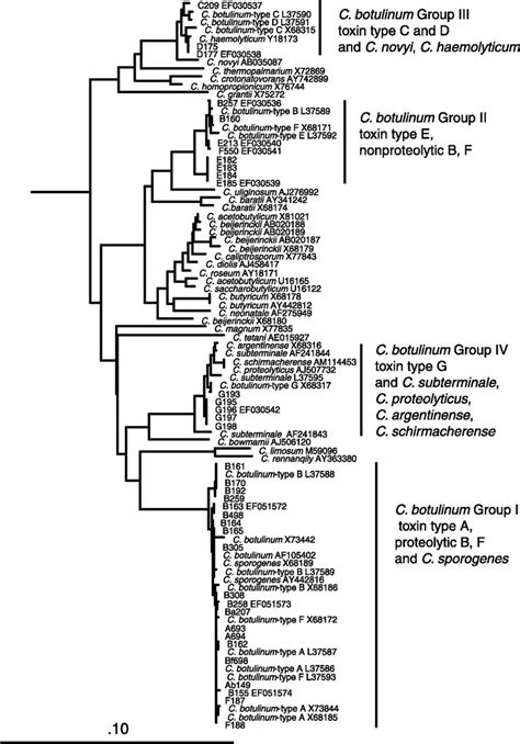 Phylogenetic Dendrogram Of Clostridium Species Based On 16S RRNA Genes