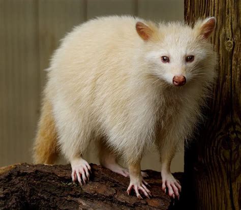 El raro mapache albino - Mascotas.