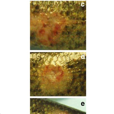 Clinical Signs In Largemouth Bass Virus LMBV IP Injected Smallmouth