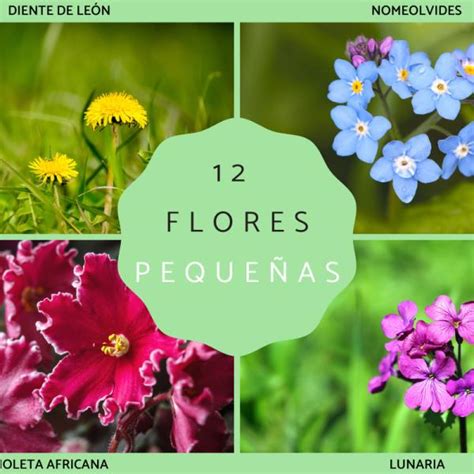 Fotos De Flores Con Nombres