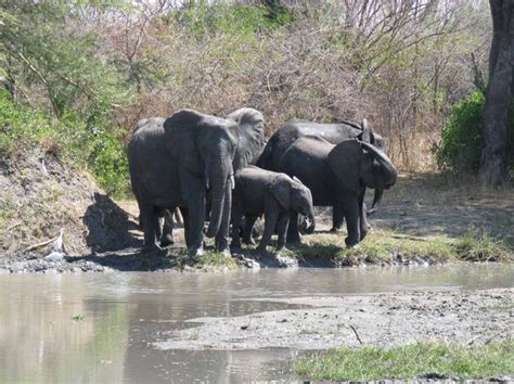 Liwonde National Park Safari | Safari Guide Africa