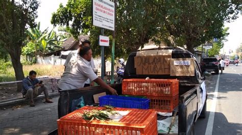 Protes Pemerintah Peternak Ayam Obral Harga Hingga Rp 25 Ribu Per Ekor