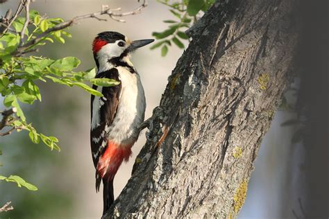 Blutspecht Ngidn Naturgucker De Enjoynature Net Flickr