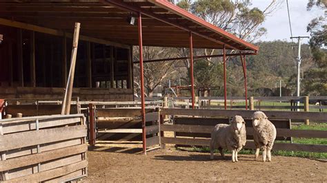 The Marvelous Merino: Exploring the World of Merino Sheep - World's Finest Wool