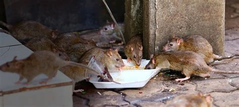 Rat Pest Control In Malaysia - Uni Smart Pest Control