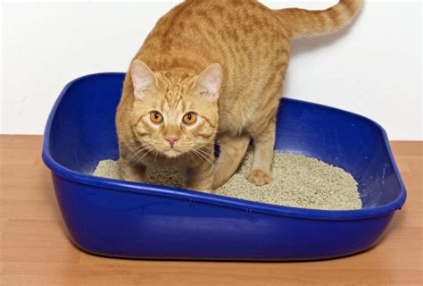 Constipation in cat: causes and treatment - Pets-Wiki