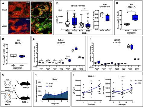 Frontiers Blood Borne St Gal Regulates Immunoglobulin Production In