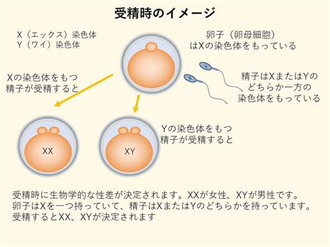 体外受精や顕微授精の受精方法の違いは生物学的な性差に影響する？ クリニックママのママブロ