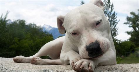 Dogo Argentino Cuidados Características Y Curiosidades