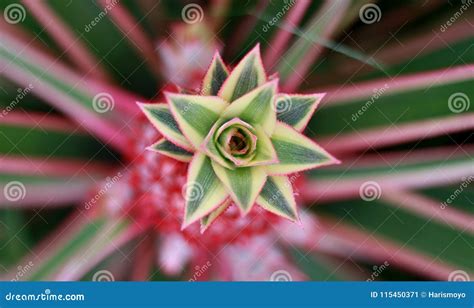 Pink Pineapple In Bogor Stock Image Image Of Grow Food 115450371