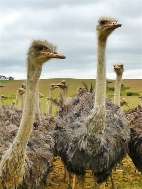 Emu vs Ostrich – Main Differences Between The Flightless Birds