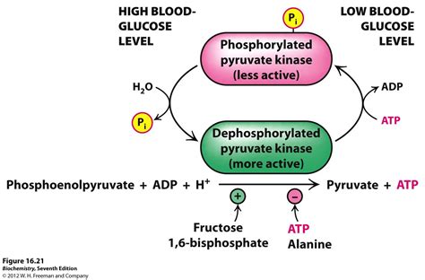 Pyruvate Kinase Glycolysis