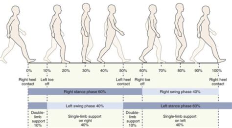 Normal Gait Flashcards Quizlet