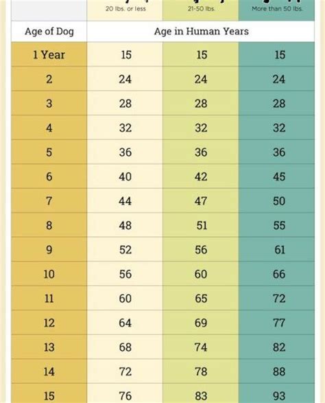 How Old Is A Year Old Pug In Human Years Decoding Canine Aging