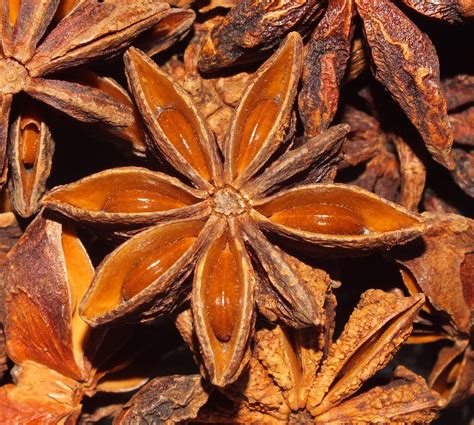 Star Anise Illicium Verum Seed Pod And Seeds Superdomain Flickr