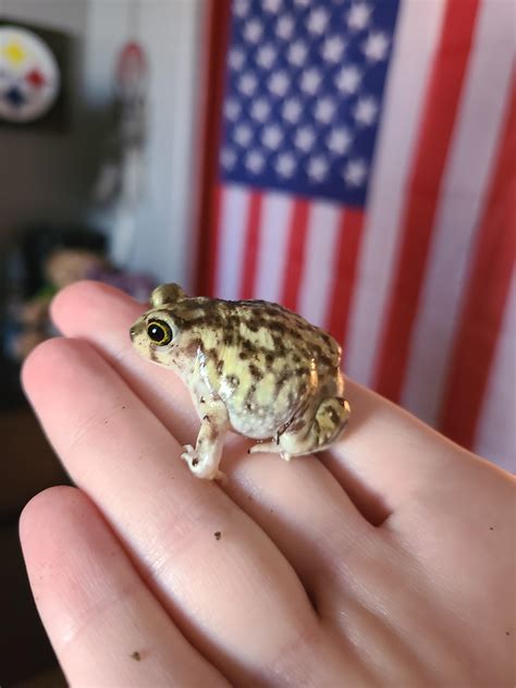 Horizontally challenged Spadefoot Toad. His name is Gamakichi 🐸 : r/Toads