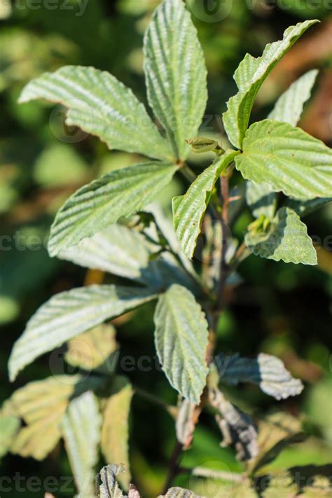 Bela Vista Das Folhas Das Plantas Expostas Ao Orvalho Da Manh