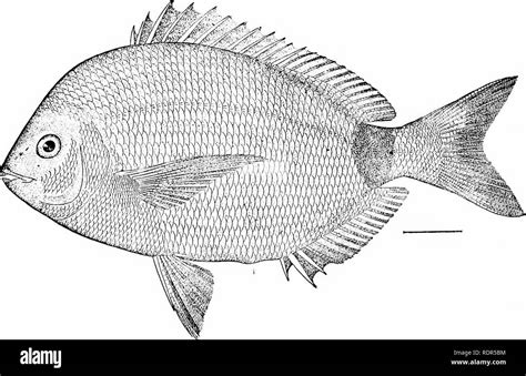 Sheepshead Porgy Black And White Stock Photos Images Alamy