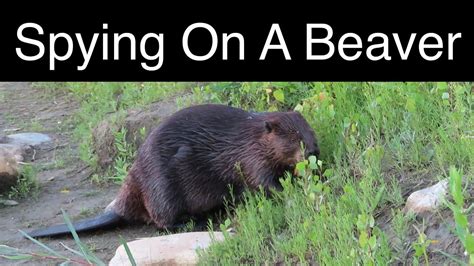 Spying On A Busy Beaver From Shore Youtube