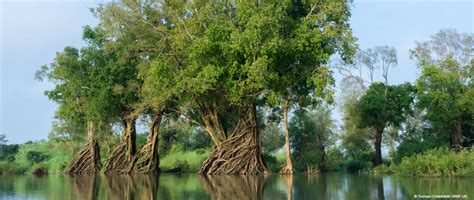 Natural Nature Based Flood Management Methods A Green Guide Wwf