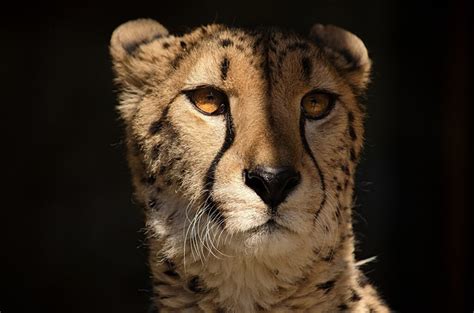 Wildlife Conservation Day And International Cheetah Day American