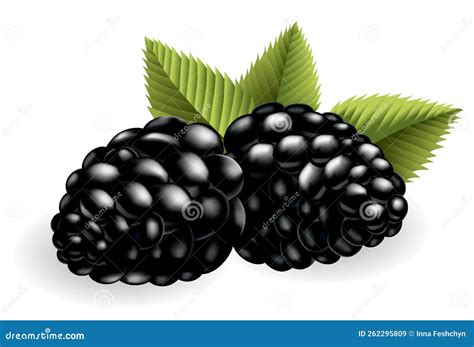 Fresh Sweet And Tasty Blackberry Sweet Fruit Forest Berry 3d Vector