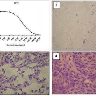 Cytotoxicity And Morphological Evaluation By Mtt Assay Of V Aunps