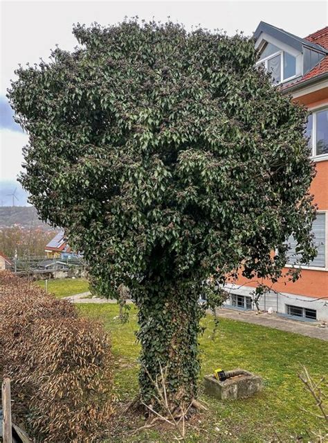 Lebensräume für Wild bienen Garten und Balkon insektenfreundlich