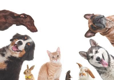 dogs cats   great pets  home daily tribunecom