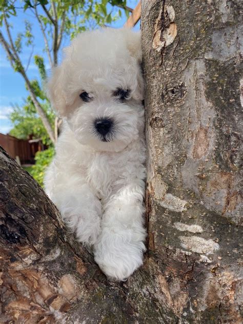 How Much Are Bichon Frise Puppies For Sale