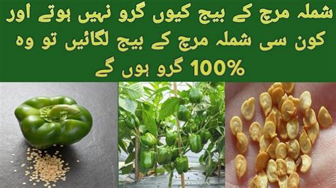 Shimla Mirch Ko Beej Se Ugane Ka Tarika How To Grow Capsicum From Seeds Youtube