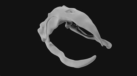 Bowhead Whale Skull 3D model | CGTrader