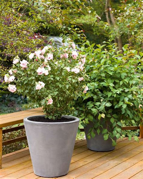 7 Best Types of Shrubs For Planting in Containers