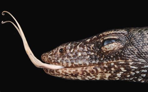 Island Conservation Million-year-old Lizard Species Discovered on ...