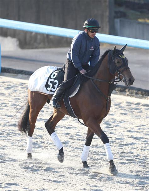 ダノンタッチダウン12・18朝日杯fsへ 前走デイリー杯2歳sは上がり最速2着 有力馬 競馬 日刊スポーツ