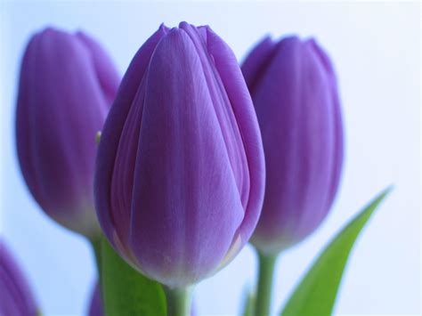 Purple Tulips Wallpapers Wallpaper Cave