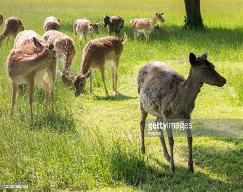 Trapped Deer Photos And Premium High Res Pictures Getty Images