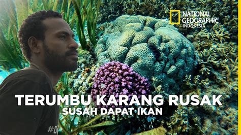 KERUSAKAN TERUMBU KARANG DI RAJAAMPAT PARAH IKAN BESAR JARANG TERLIHAT