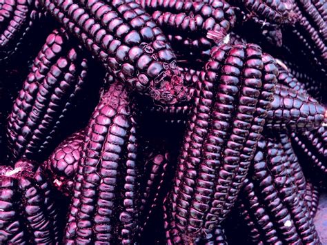 El Ma Z Morado Es La Variedad Morada Del Zea Mays L Es Una Planta