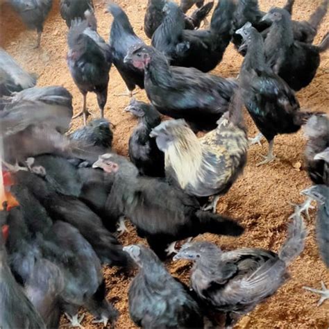 Kadaknath Chicken Supplier At Low Price In Haryana India